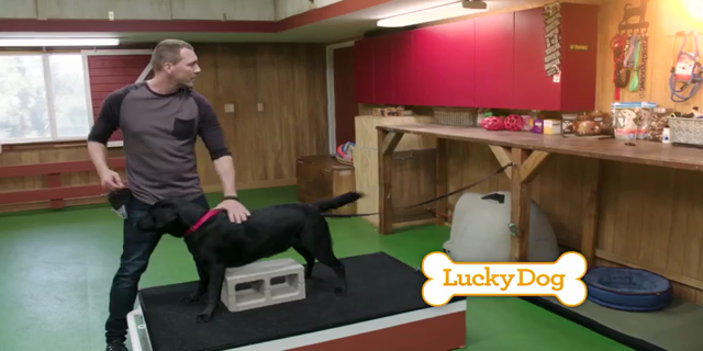 lucky dog 1 download